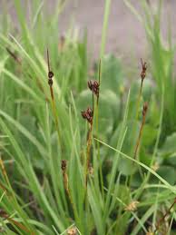 Attēlu rezultāti vaicājumam “Juncus alpinoarticulatus leaf”