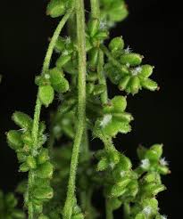 Attēlu rezultāti vaicājumam “Urtica dioica flower”