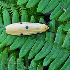 Attēlu rezultāti vaicājumam “Lithosia quadra”