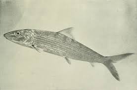 Image result for Albula vulpes