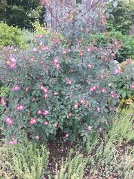 Attēlu rezultāti vaicājumam “Rosa glauca flower”