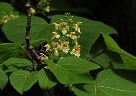 Attēlu rezultāti vaicājumam “Catalpa ovata”