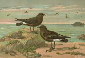 Image result for Oceanites oceanicus