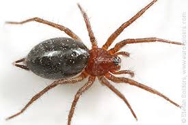 Attēlu rezultāti vaicājumam “Agelena labyrinthica”