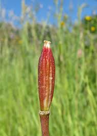 Attēlu rezultāti vaicājumam “Oenothera rubricauli bud”