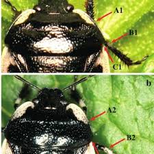 Attēlu rezultāti vaicājumam “Tritomegas bicolor imago”