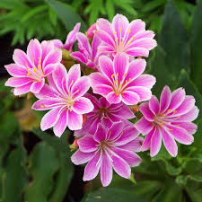 Image result for Bitterwurz