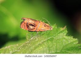 Attēlu rezultāti vaicājumam “Olethreutes arcuella”