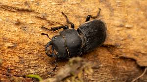 Attēlu rezultāti vaicājumam “Dorcus parallelopipedus”