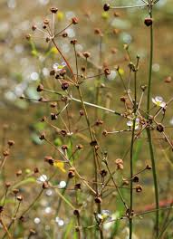 Attēlu rezultāti vaicājumam “Alisma gramineum flower”