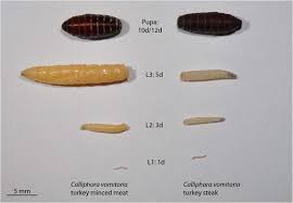 Attēlu rezultāti vaicājumam “Cystiphora sanguinea larva”