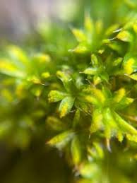 Attēlu rezultāti vaicājumam “Syntrichia papillosa”