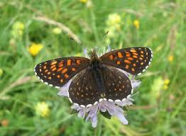 Attēlu rezultāti vaicājumam “Melitaea diamina underside”