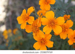 Attēlu rezultāti vaicājumam “Tagetes flower”