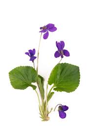 Image result for Viola odorata