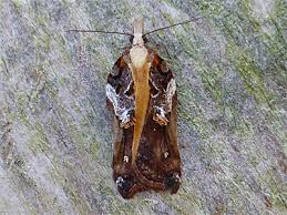 Attēlu rezultāti vaicājumam “Acleris cristana”