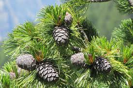 Image result for Pinus cembra