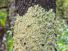 Attēlu rezultāti vaicājumam “Flavoparmelia caperata”