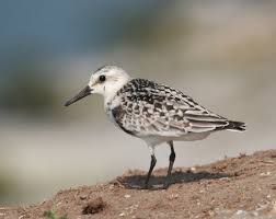 Attēlu rezultāti vaicājumam “Calidris alba”