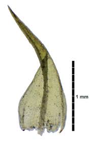 Attēlu rezultāti vaicājumam “Dicranella varia”