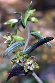 Attēlu rezultāti vaicājumam “Epipactis”