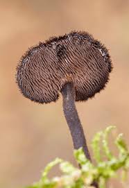 Attēlu rezultāti vaicājumam “Physarum auriscalpium young”