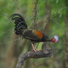 Attēlu rezultāti vaicājumam “Gallus”