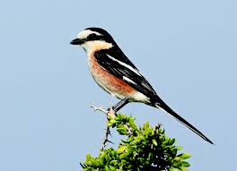 Image result for Lanius nubicus
