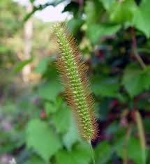 Attēlu rezultāti vaicājumam “Setaria glauca”