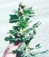 Attēlu rezultāti vaicājumam “Hyoscyamus niger”