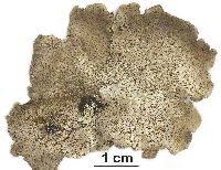 Attēlu rezultāti vaicājumam “Dermatocarpon miniatum”