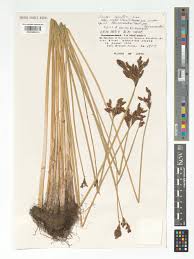 Attēlu rezultāti vaicājumam “Schoenoplectus lacustris subsp. glaucus fruit”