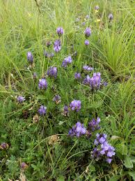 Attēlu rezultāti vaicājumam “Astragalus danicus flower”
