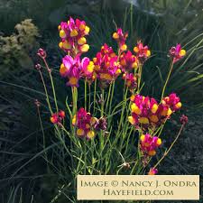 Attēlu rezultāti vaicājumam “Linaria loeselii flower”