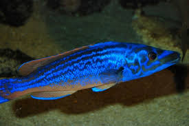 Image result for Labrus mixtus