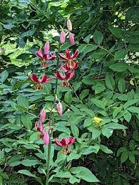 Attēlu rezultāti vaicājumam “Lilium martagon leaf”