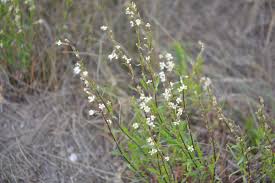 Attēlu rezultāti vaicājumam “Silene tatarica”
