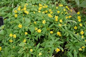 Attēlu rezultāti vaicājumam “Anemone ranunculoides leaf”