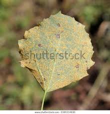 Attēlu rezultāti vaicājumam “Melampsora populnea”