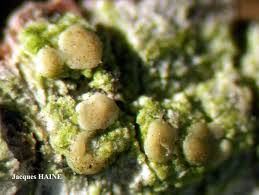 Attēlu rezultāti vaicājumam “Biatora sphaeroides”