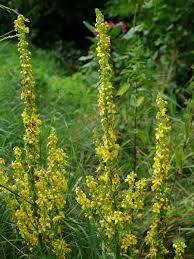 Attēlu rezultāti vaicājumam “Verbascum nigrum”