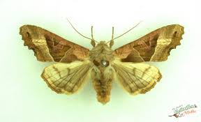 Attēlu rezultāti vaicājumam “Phlogophora meticulosa”