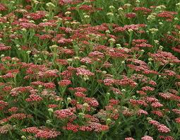 Image result for Achillea millefolium