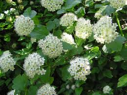 Attēlu rezultāti vaicājumam “Physocarpus opulifolius”