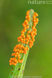 Attēlu rezultāti vaicājumam “Leocarpus fragilis”