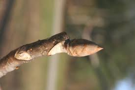 Attēlu rezultāti vaicājumam “Aesculus flava bud”