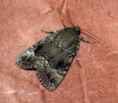 Attēlu rezultāti vaicājumam “Amphipyra pyramidea”