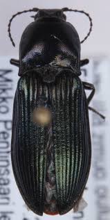 Attēlu rezultāti vaicājumam “Selatosomus aeneus”