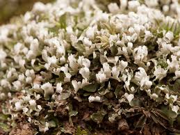 Attēlu rezultāti vaicājumam “Cladonia caespiticia”