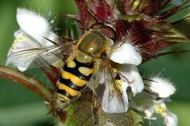 Attēlu rezultāti vaicājumam “Syrphus sp. imago”